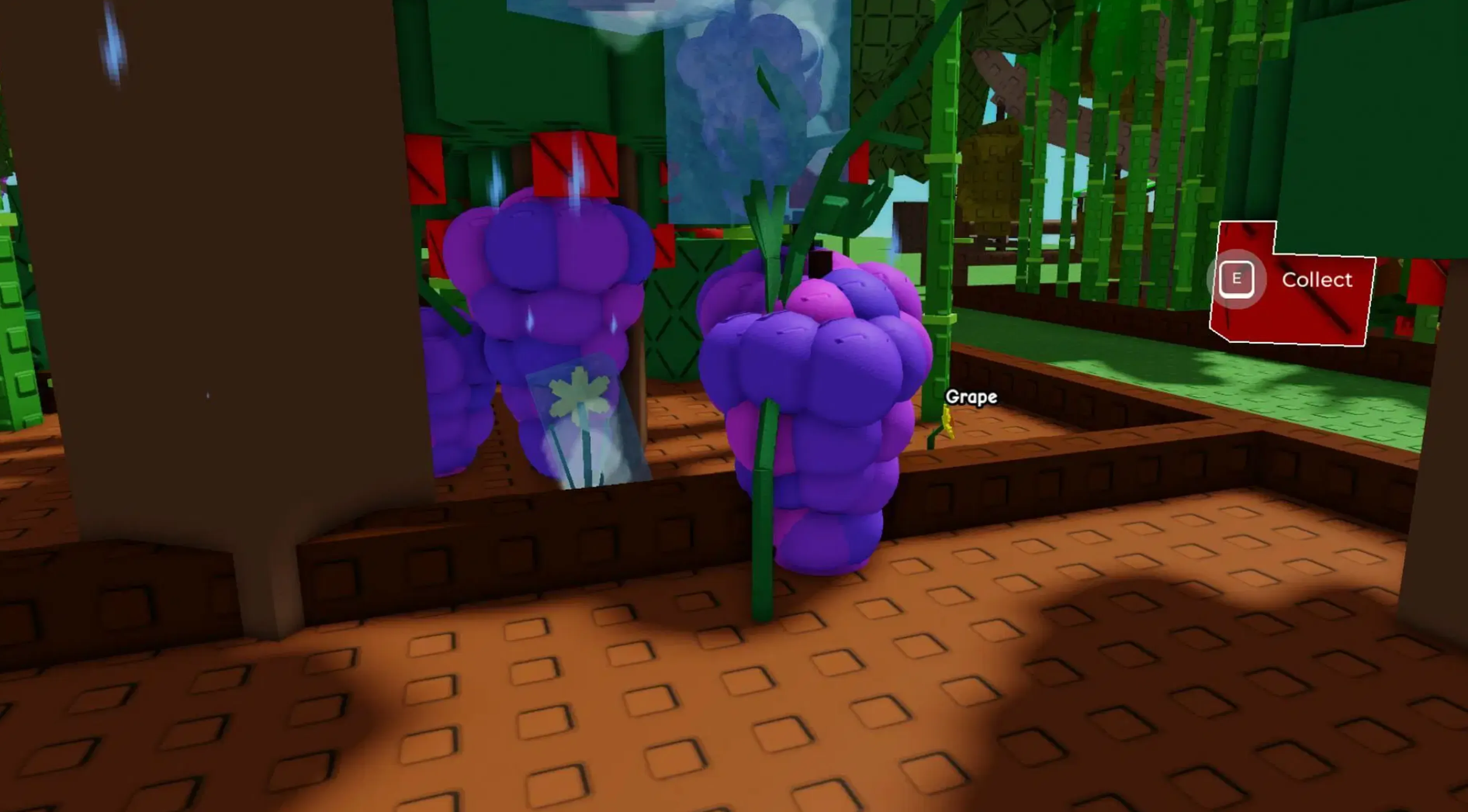how to get grape seed in grow of garden